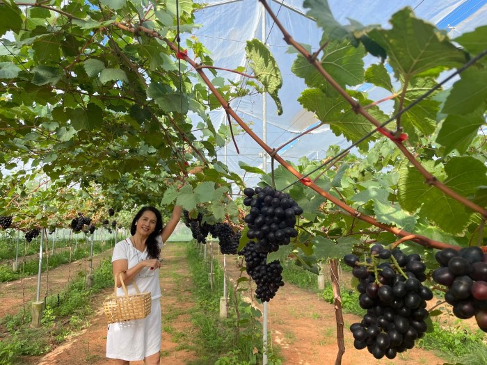 Trang Trại Bình An Tham Quan Vườn Nho Dưa Lưới Hàm Thuận Nam Bình Thuận